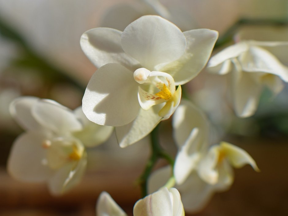 Орхидея сорняк или цветок