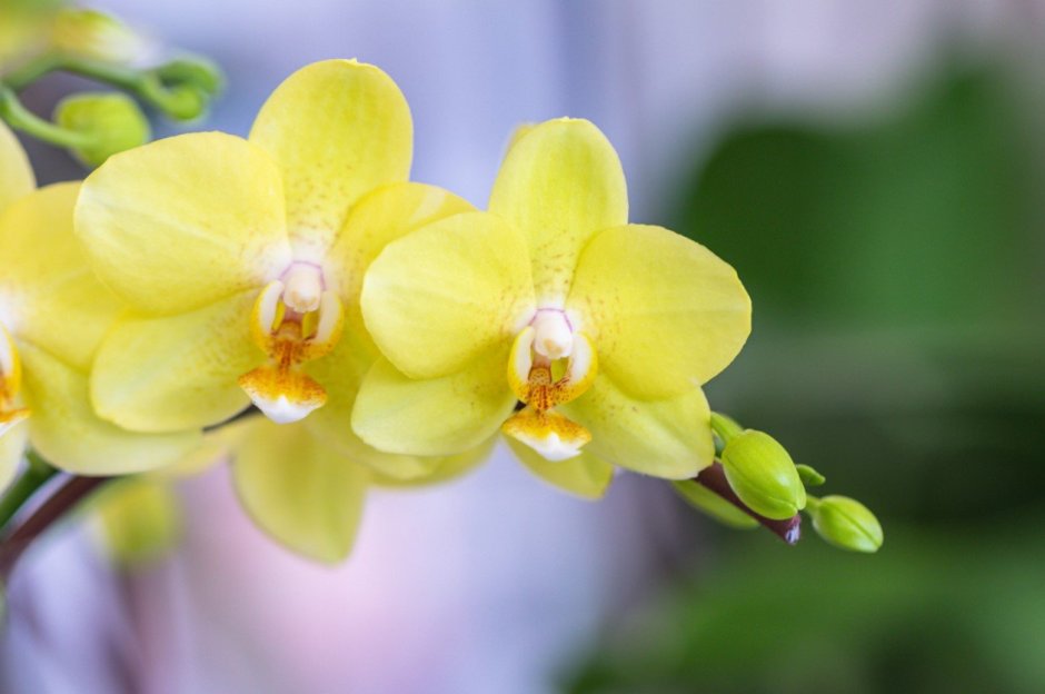 Орхидея фаленопсис желтая в крапинку