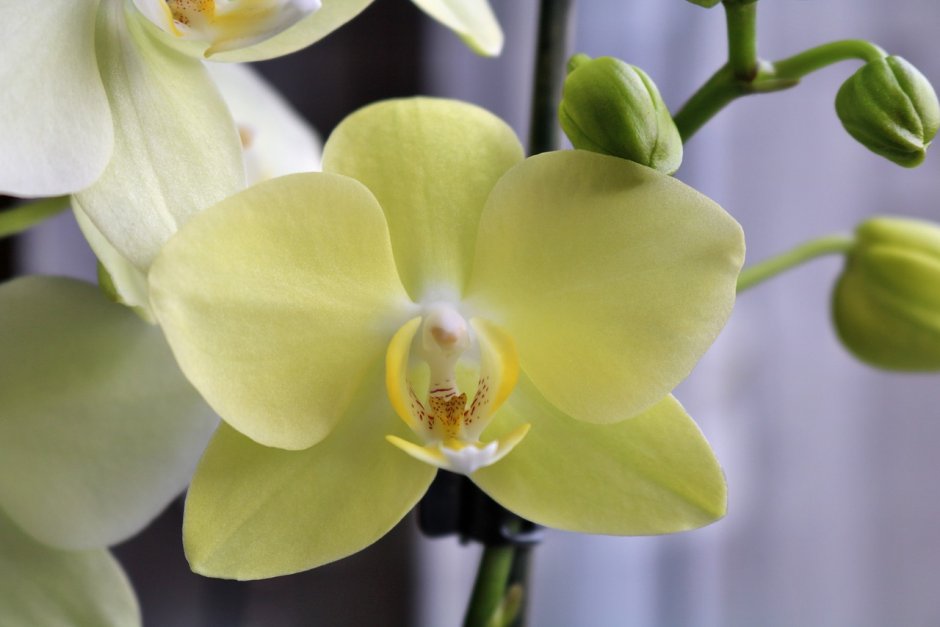 Лимонная орхидея