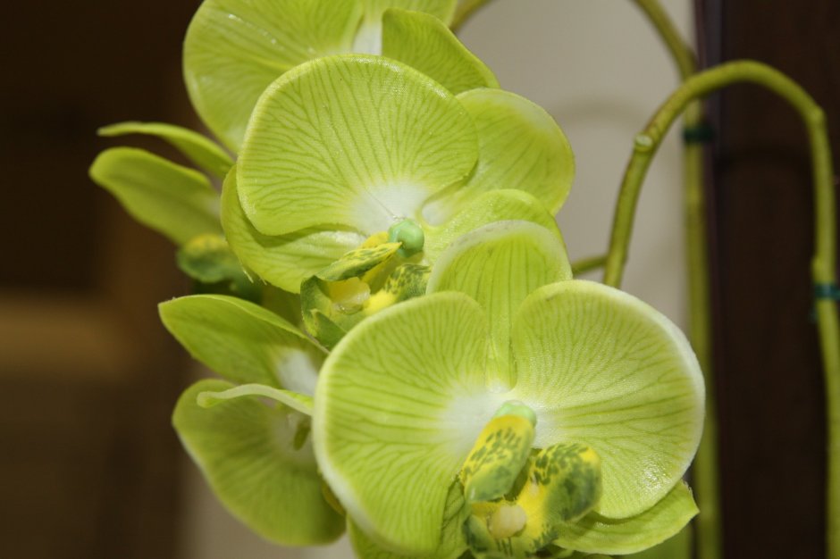 Лимонная Орхидея фаленопсис