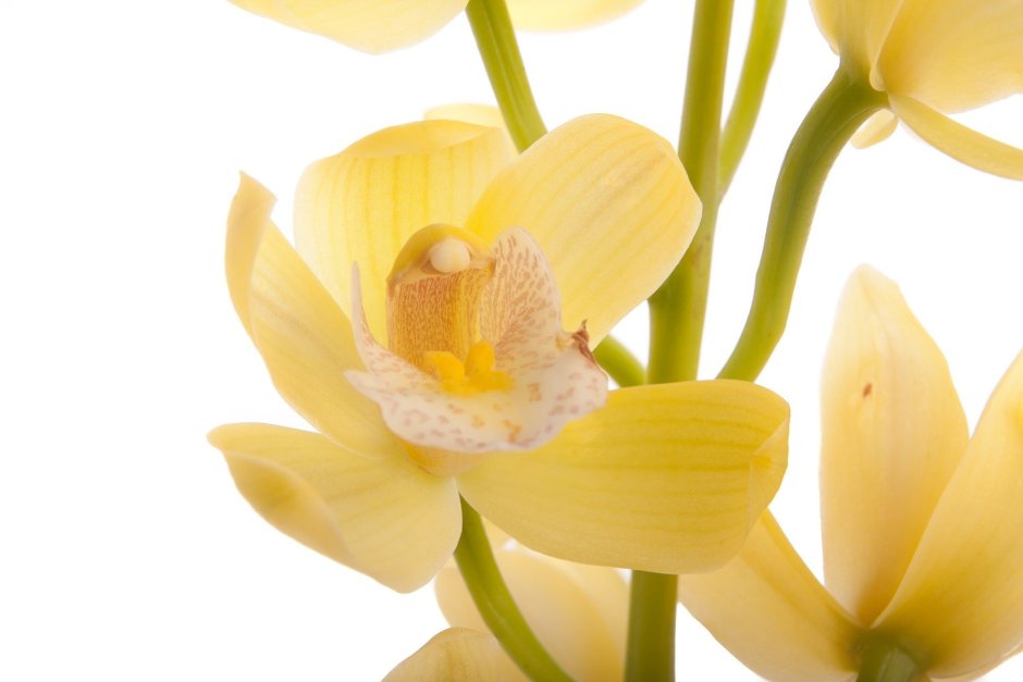 Орхидея ваниль с бутоном