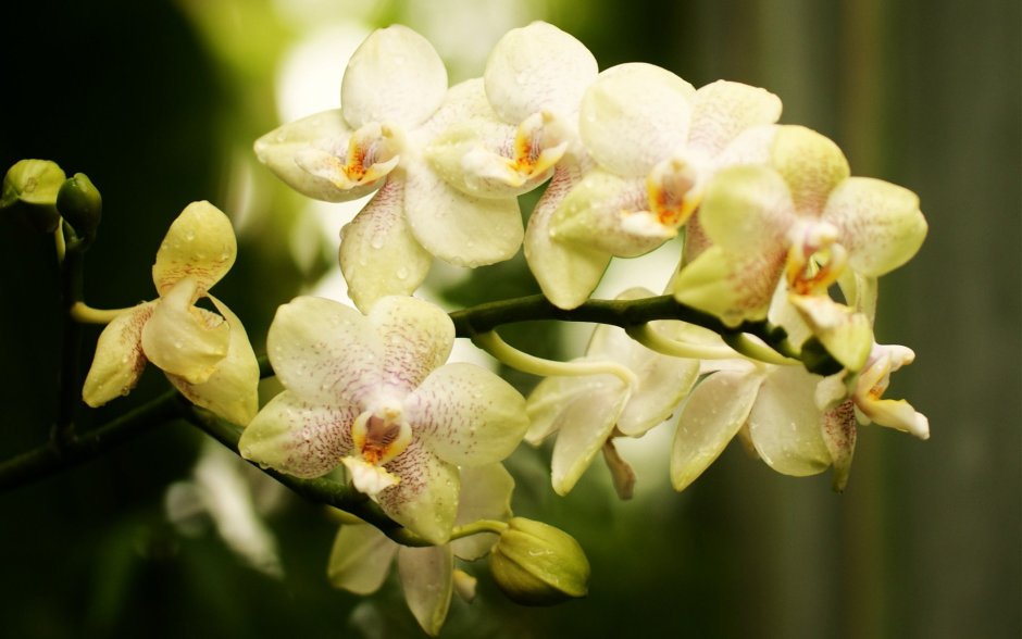 Мадагаскарская Орхидея