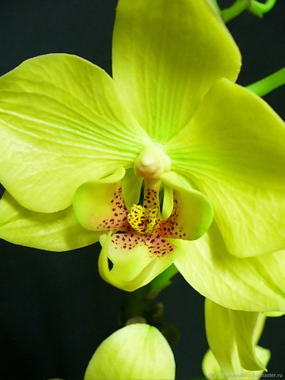 Орхидея фаленопсис желтая Жемчужина