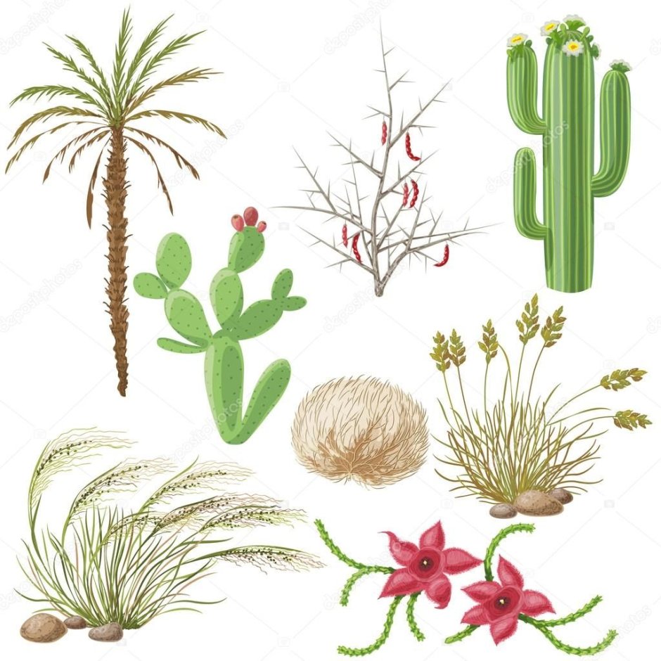 Растения пустыни для детей
