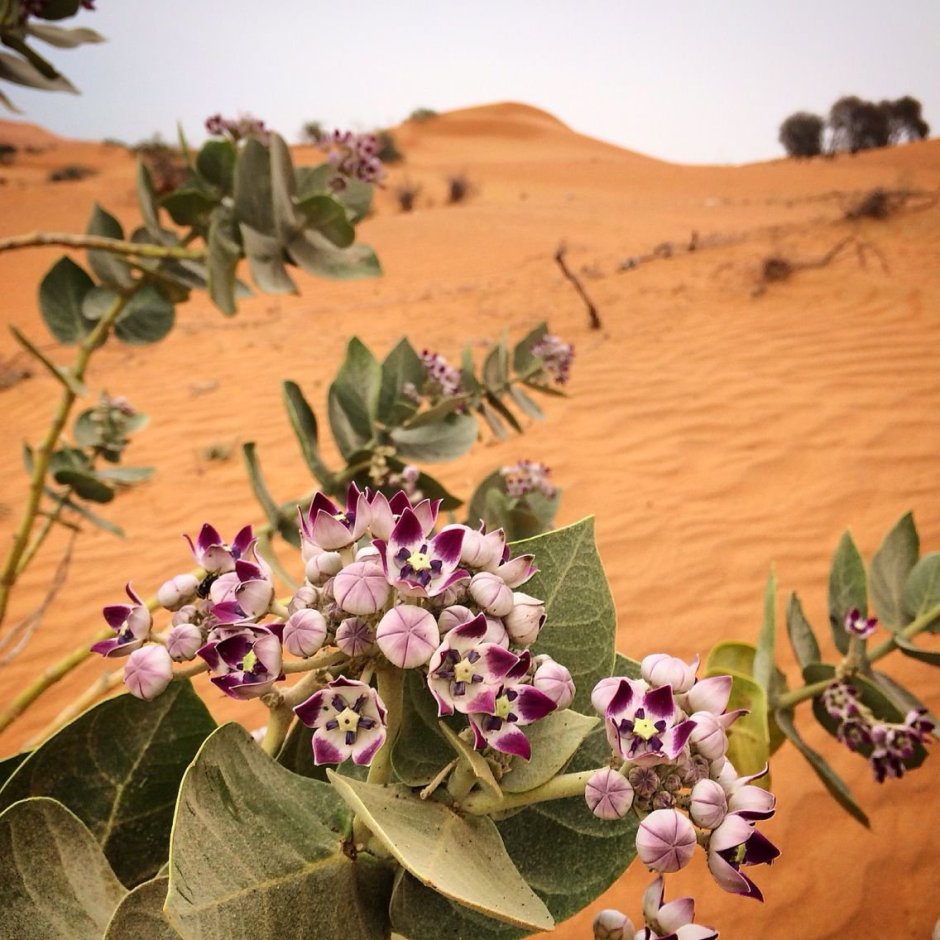 Эфемеры растения Алжир