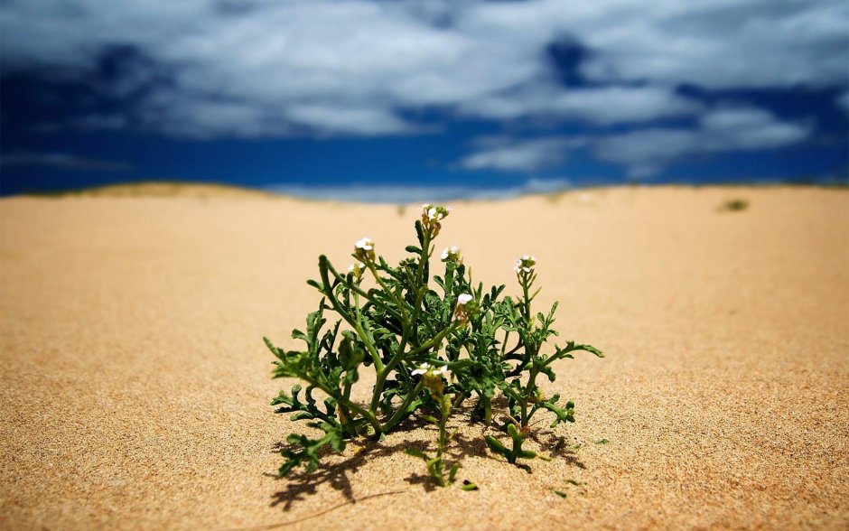 Одинокое растение в пустыне
