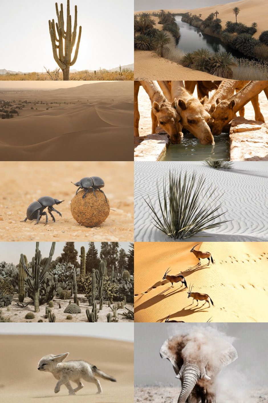 Пустыни и полупустыни Африки растения