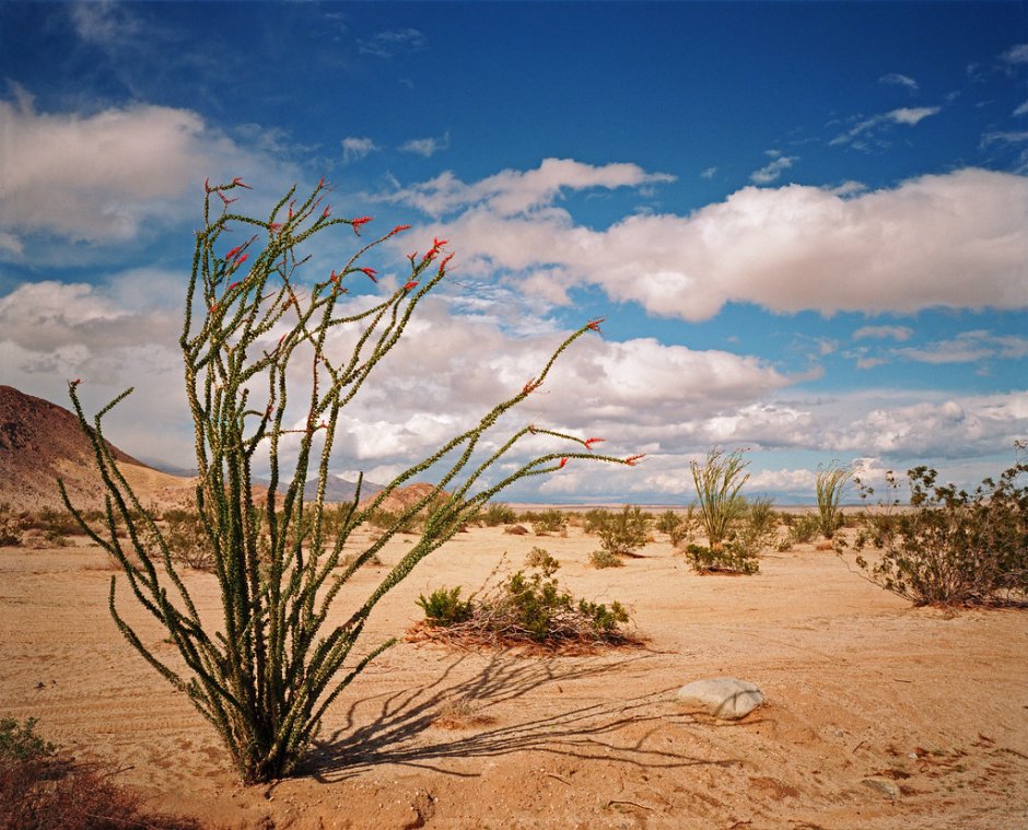Пустыня Анза Боррего Мексика