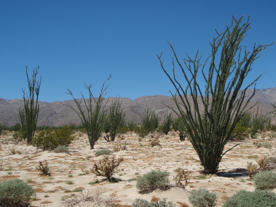 Селин растение пустыни