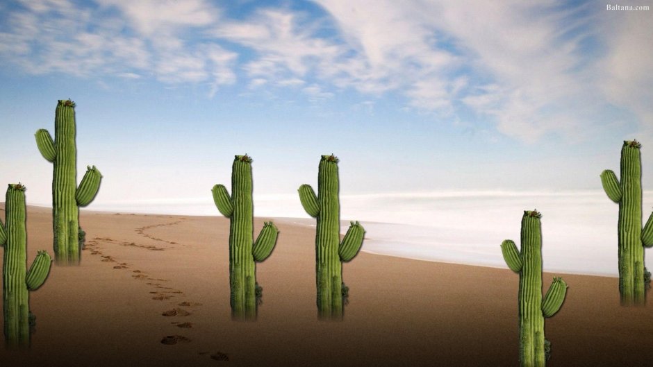 Фон пустыни с кактусами