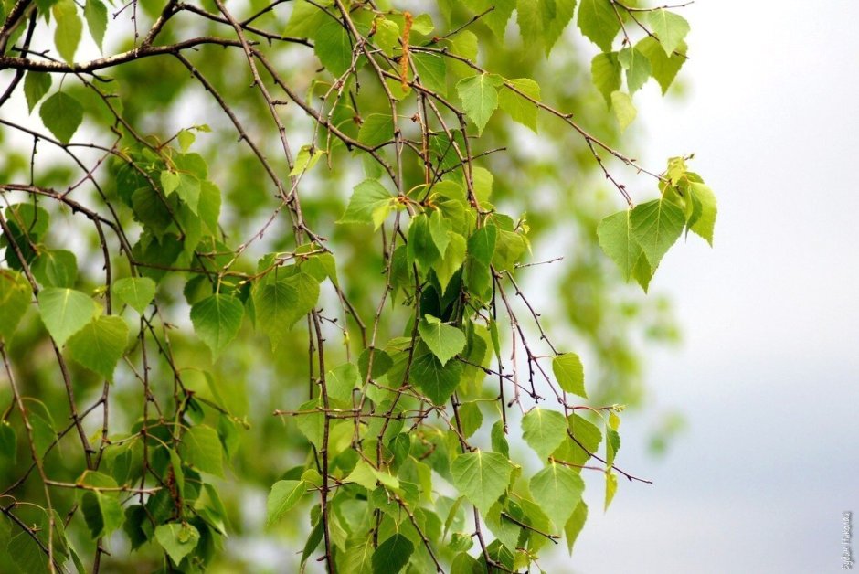 Ветка листьев Березка