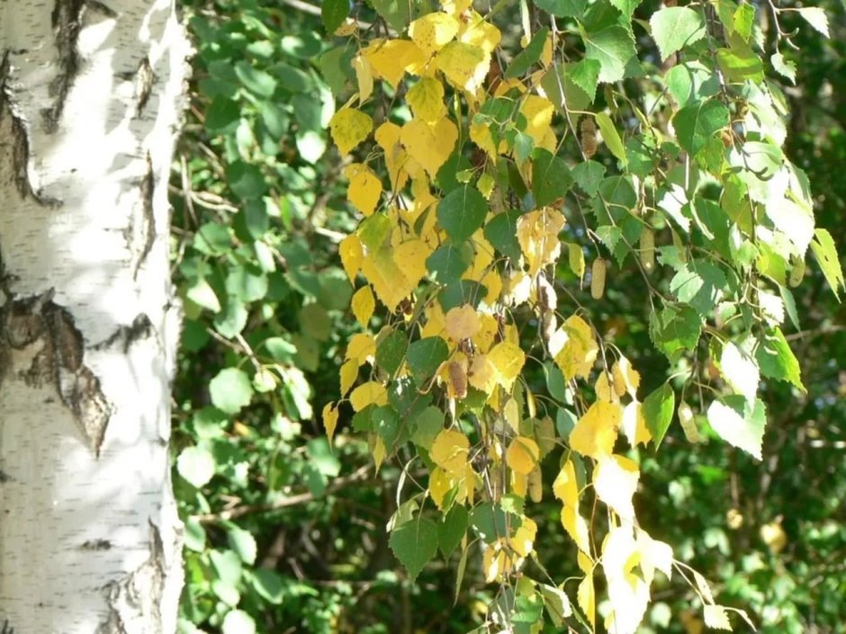 Береза плакучая листва