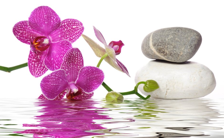 Орхидея на фоне воды