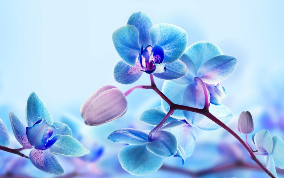 Синяя Орхидея в природе