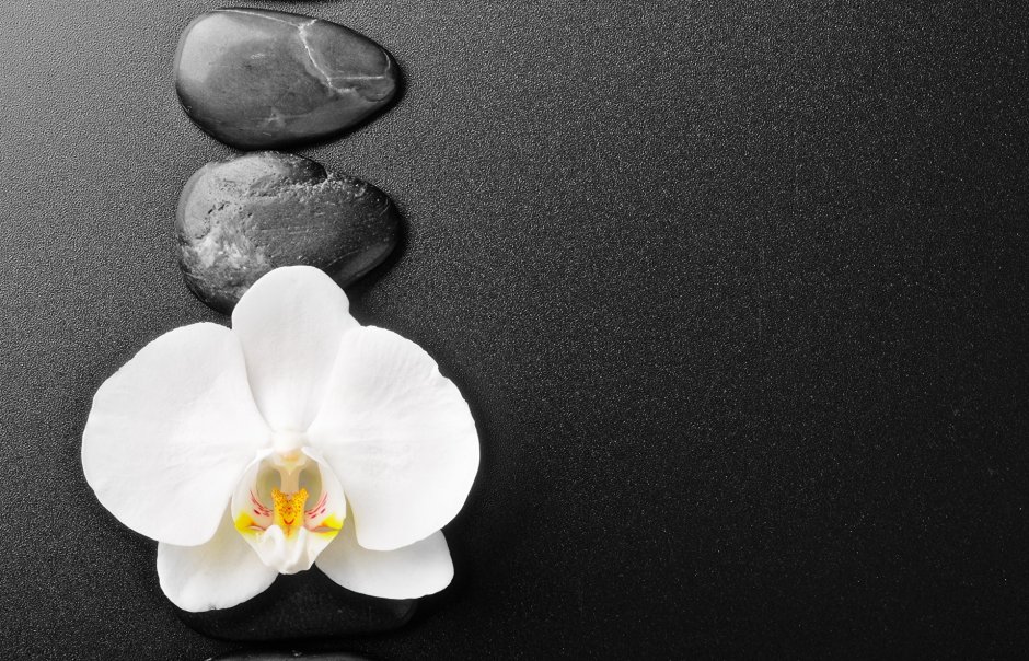 Фотообои цветы с камнями