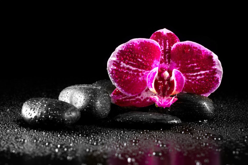Орхидея спа
