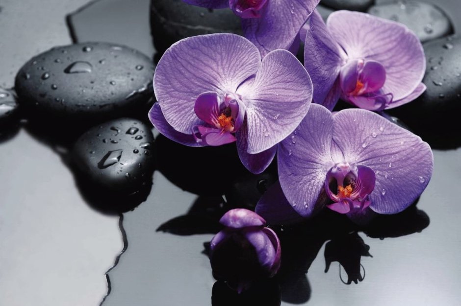 Сиреневая Орхидея на сером фоне