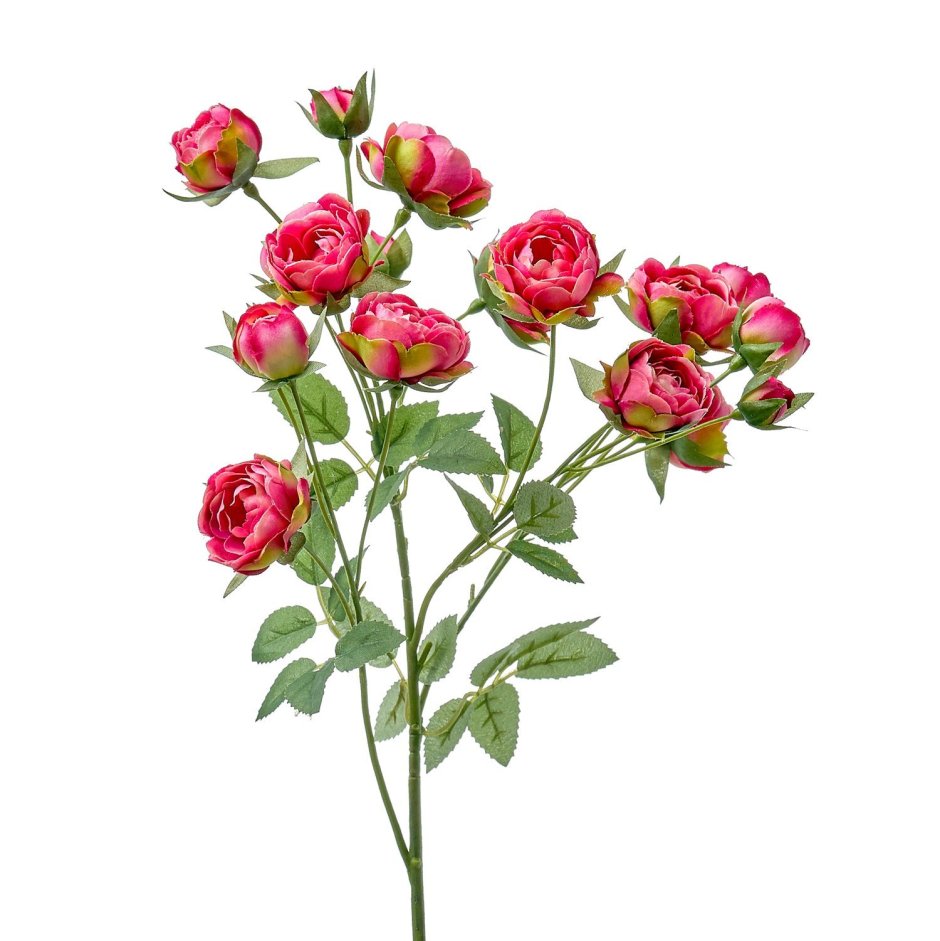 Роза кустовая Салинера
