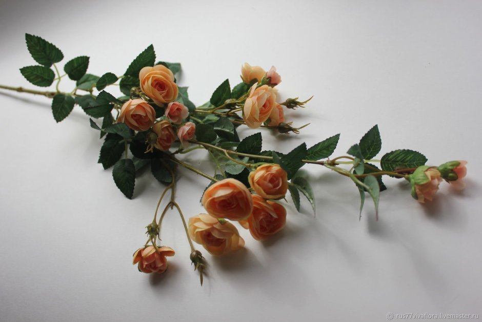 Ветка плетистой розы
