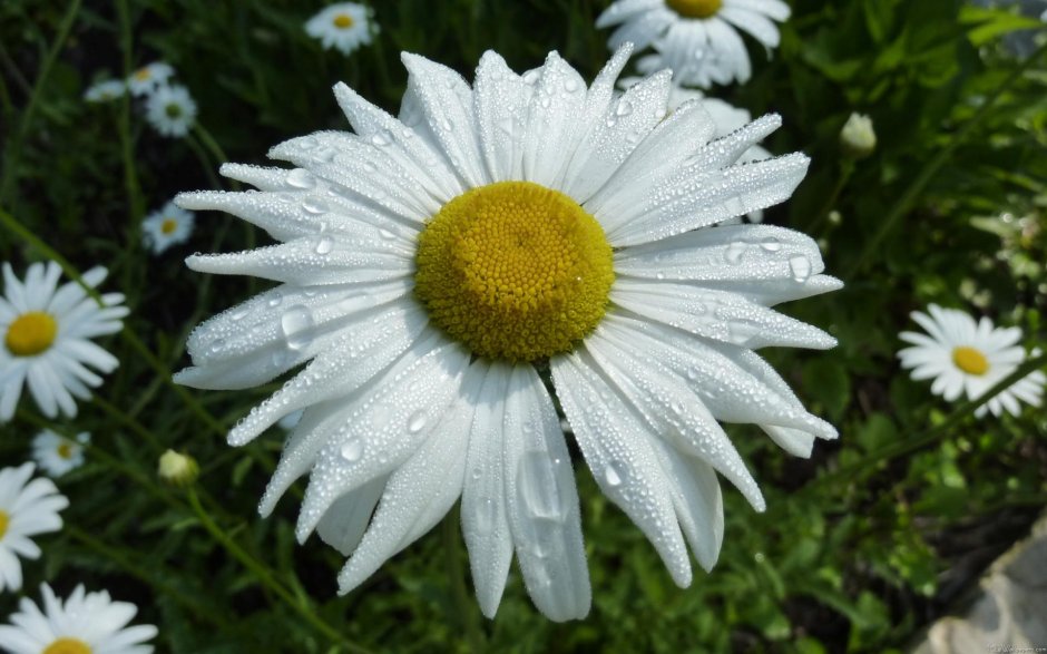 Цветок леукантемум
