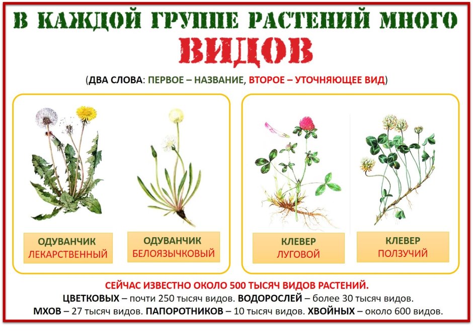 Разновидности растений