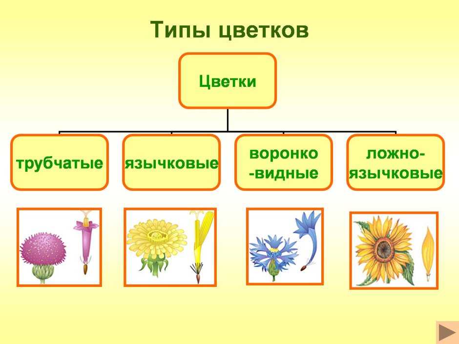 Типы цветков сложноцветных трубчатые