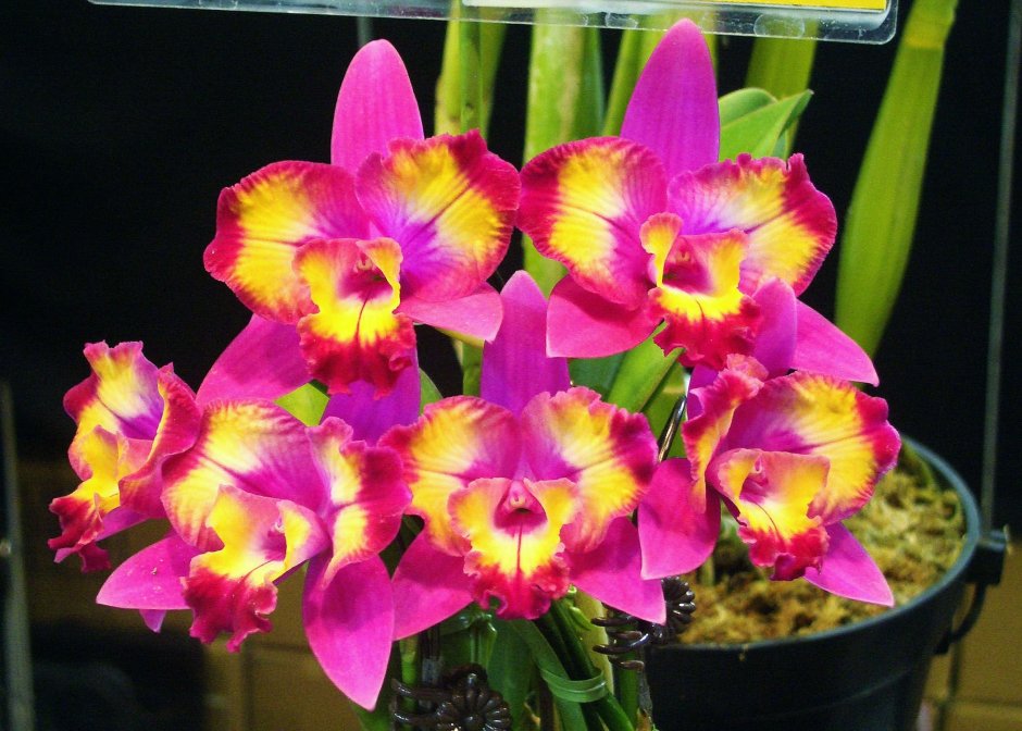 Орхидея Пинтерест