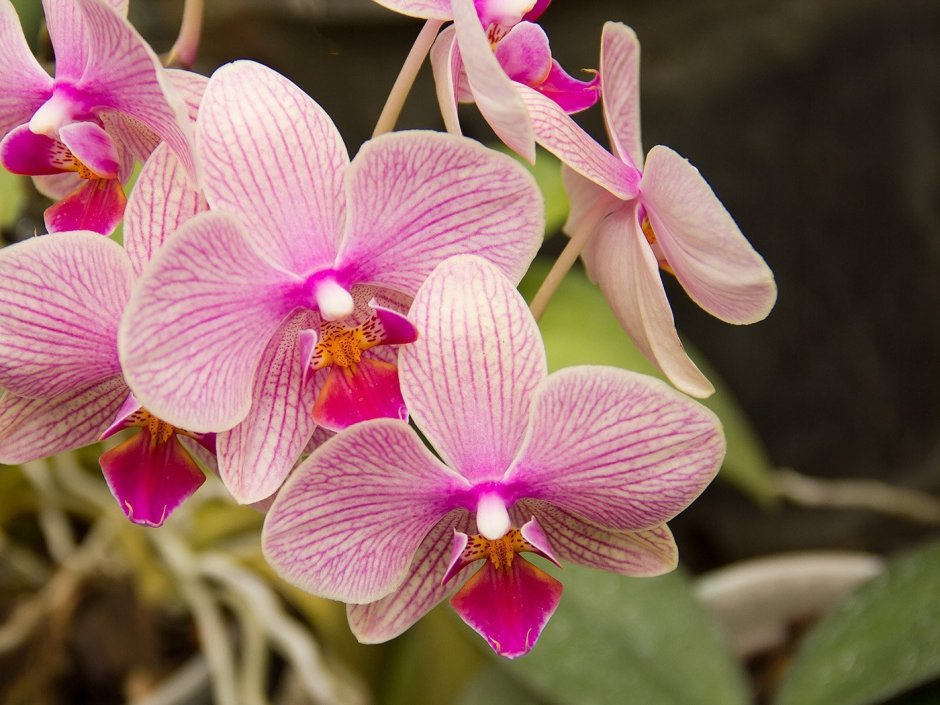 Орхидеи Orchid