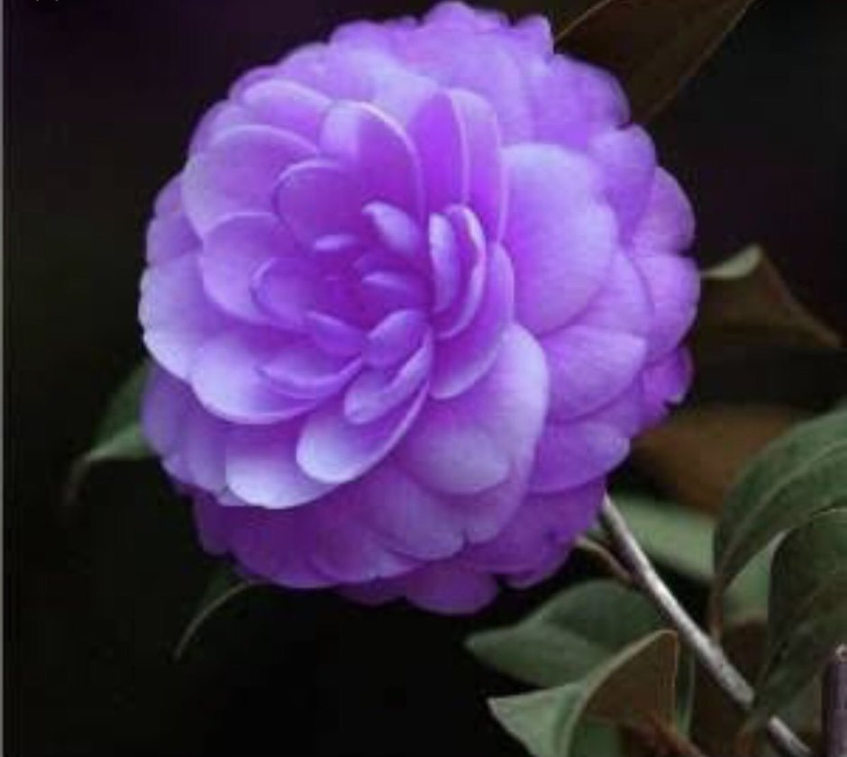 Камелия японская цветок