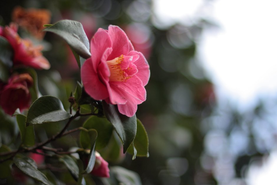 Камелия японская роза