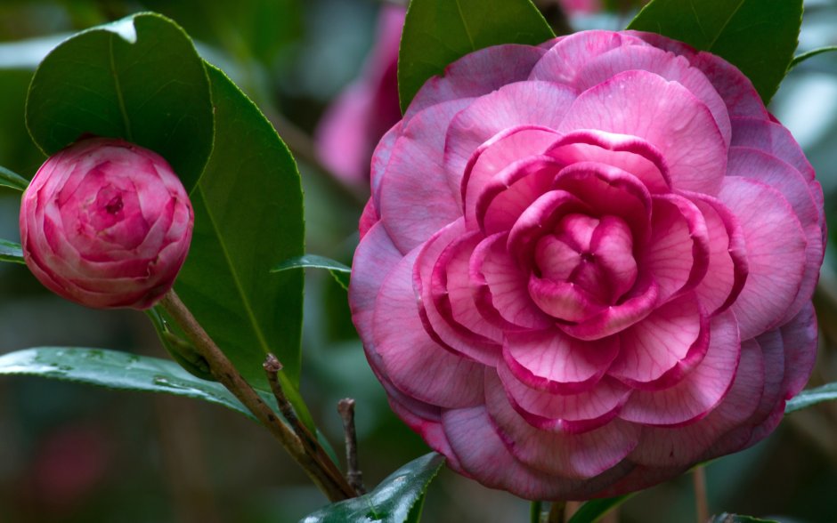 Камелия (Camellia)