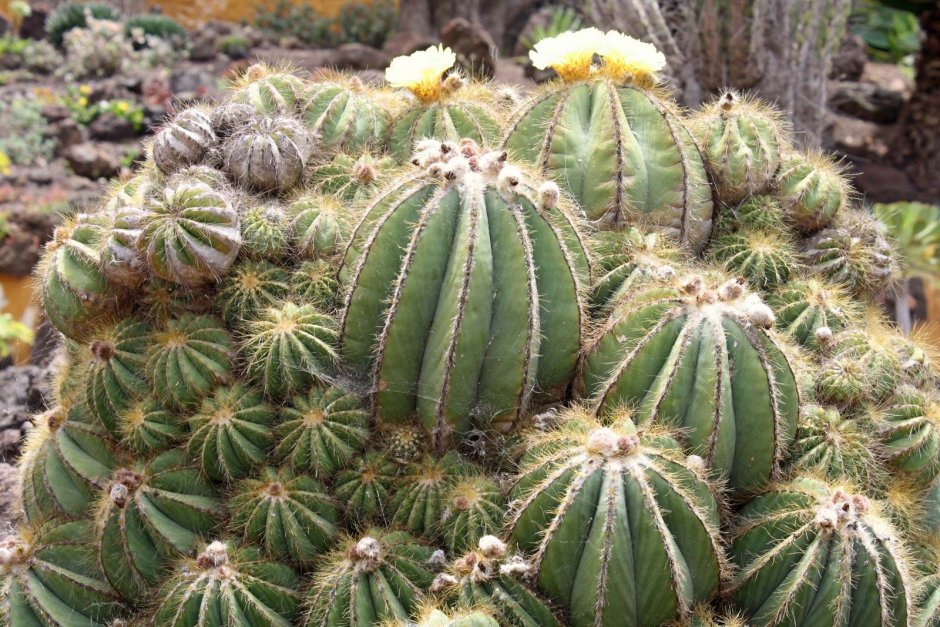 Echinocactus horizonthalonius jmt380