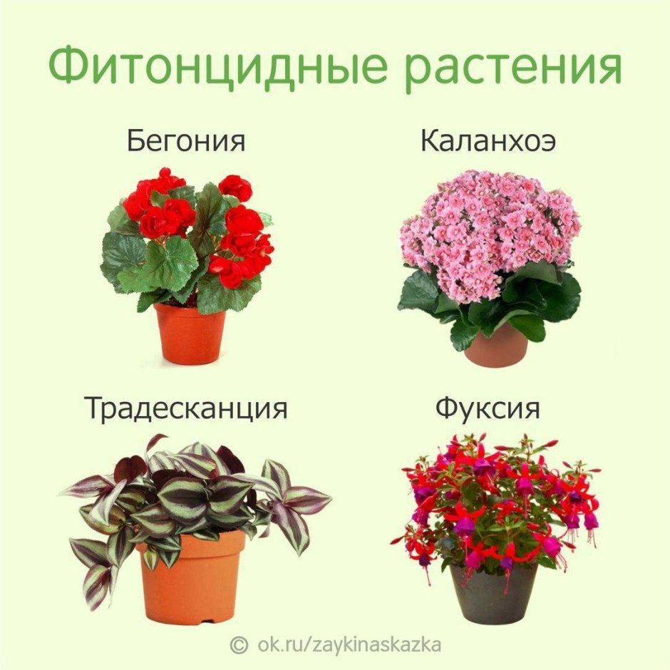 Разные домашние растения