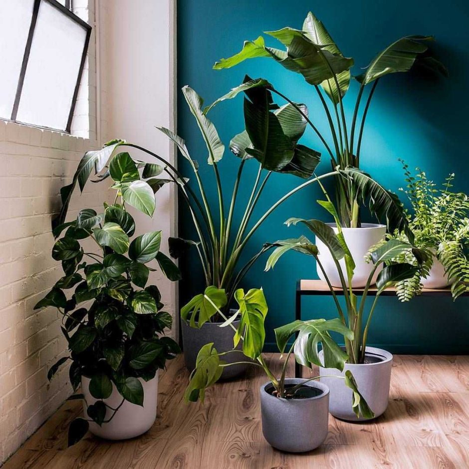 Мои комнатные растения у меня дома 2021 году