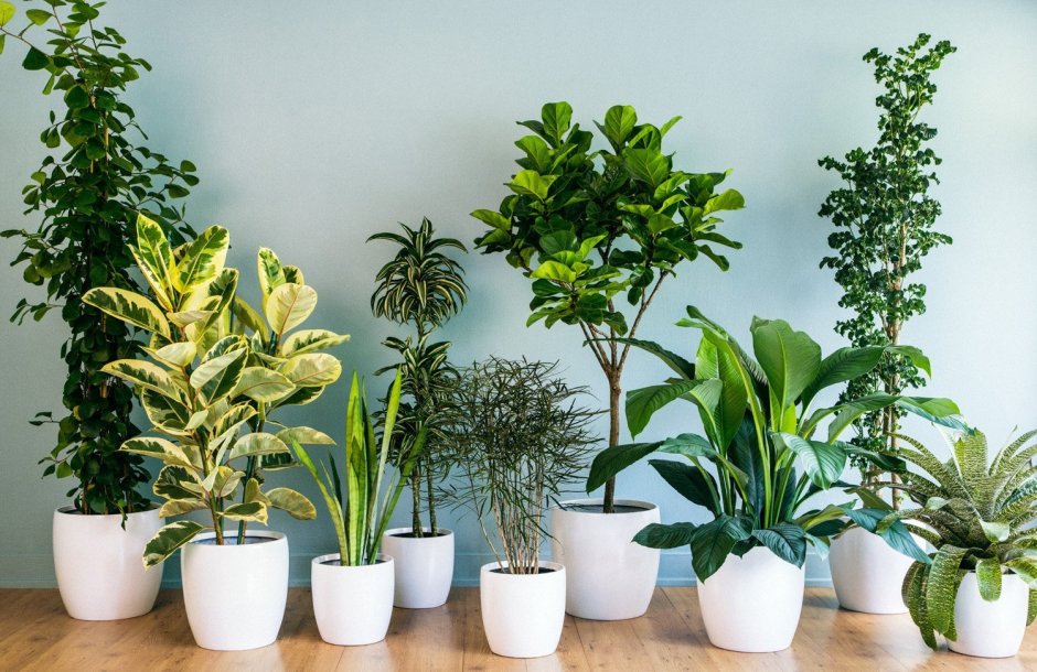 Быстрорастущие комнатные растения