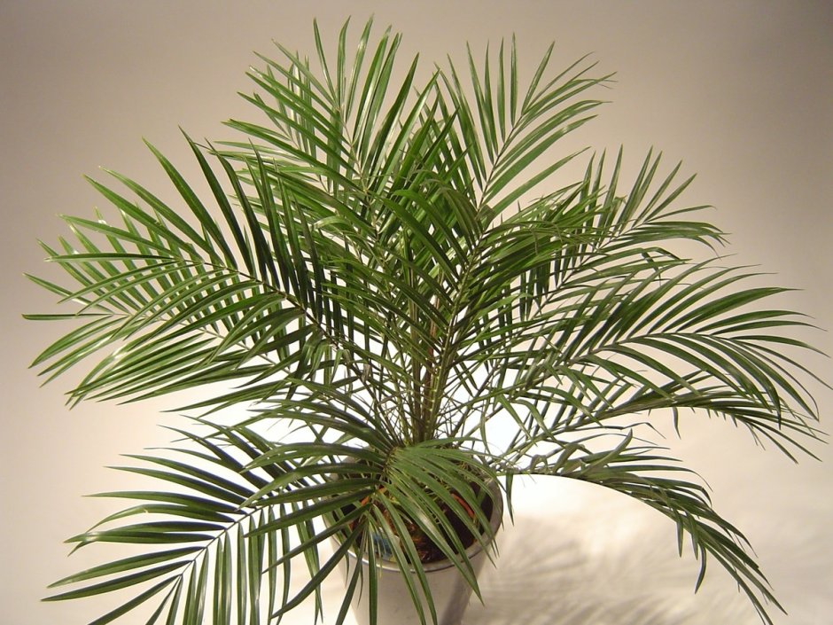 Драцена окаймленная (Dracaena marginata.)
