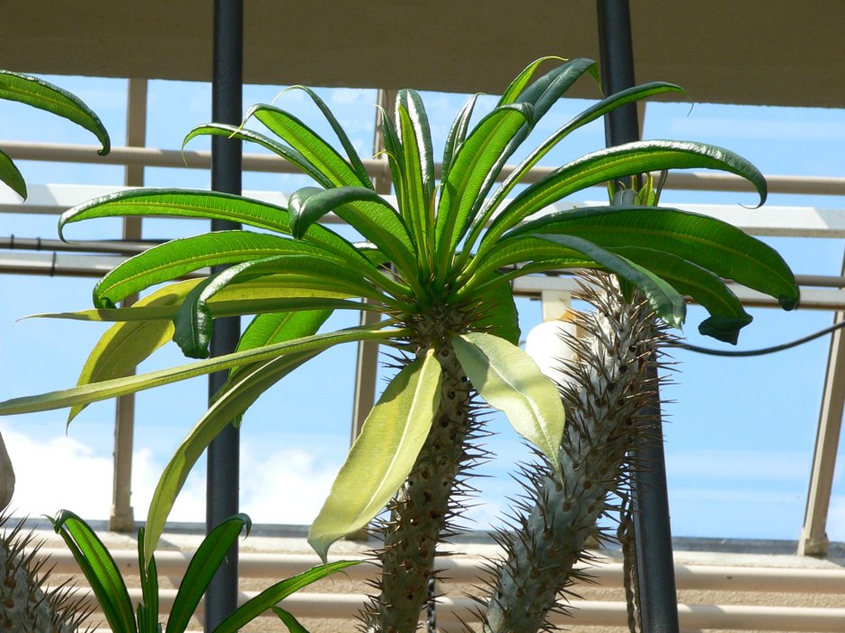 Карлюдовика пальмовидная (Carludovica palmata )