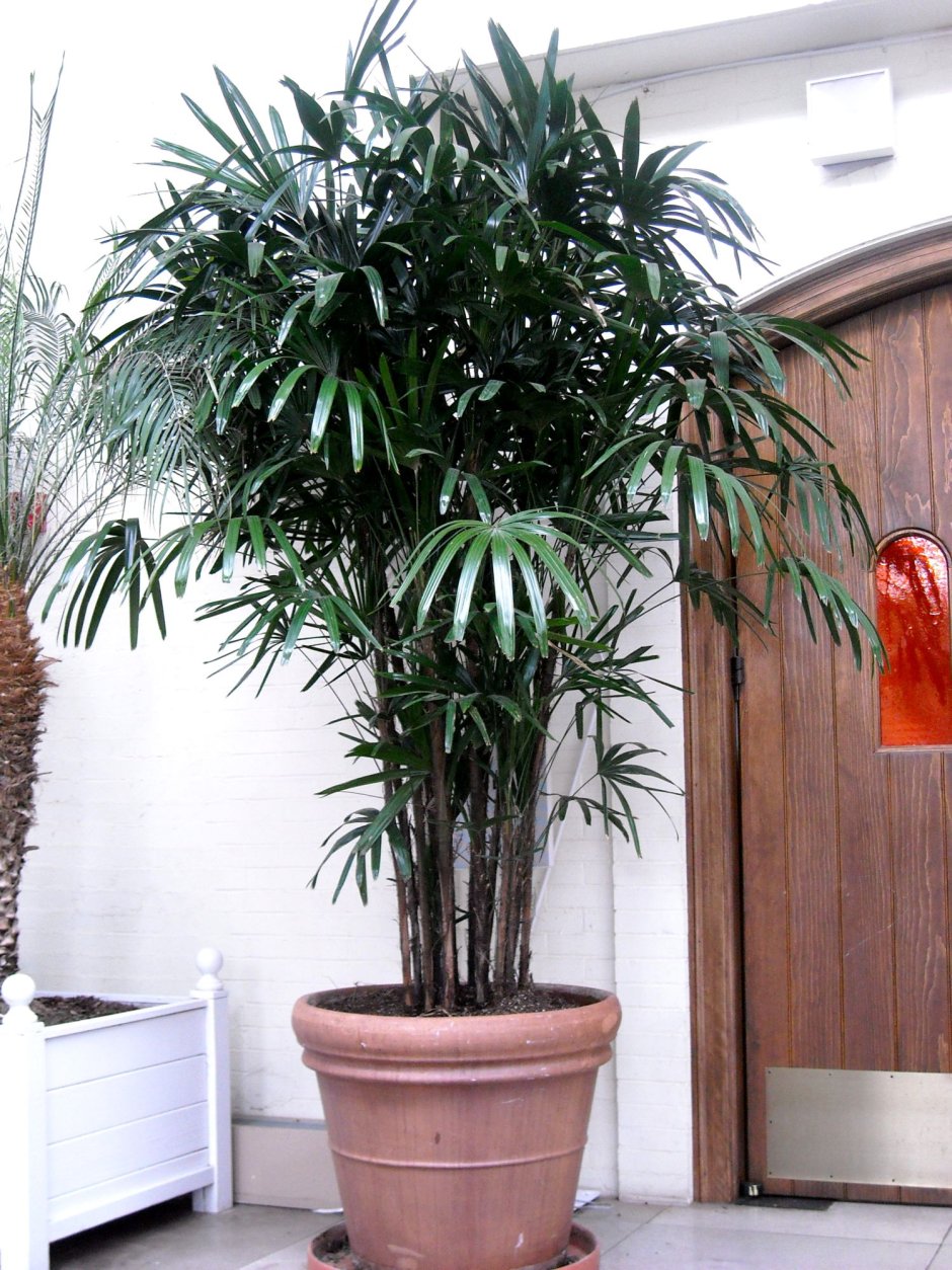 Пальма видные комнатные растения