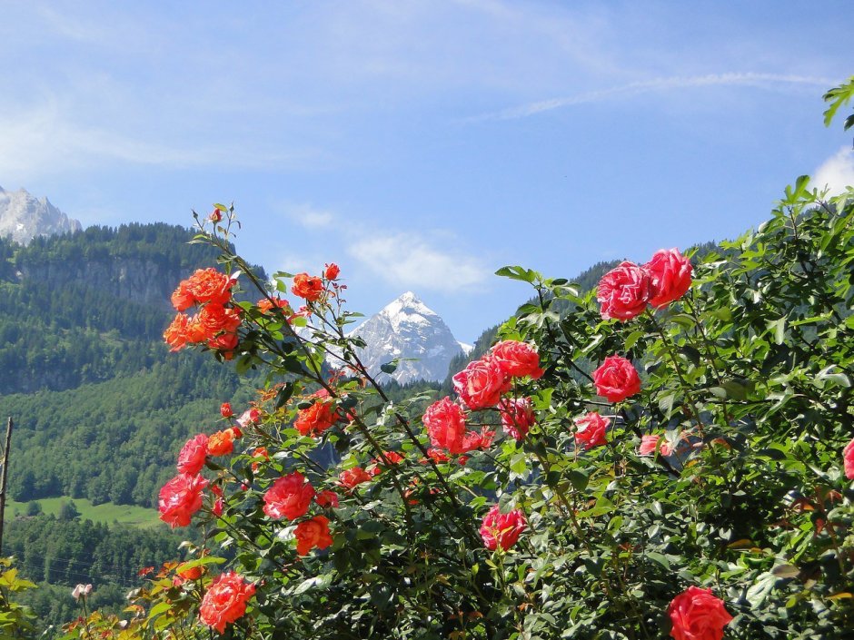 Шиповник Альпийский (Rosa Alpina)