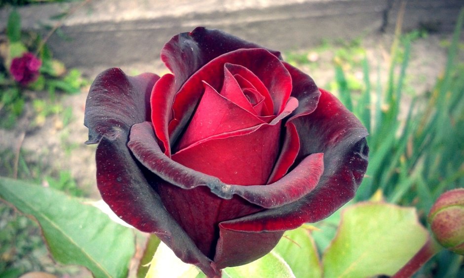 Грузинская роза