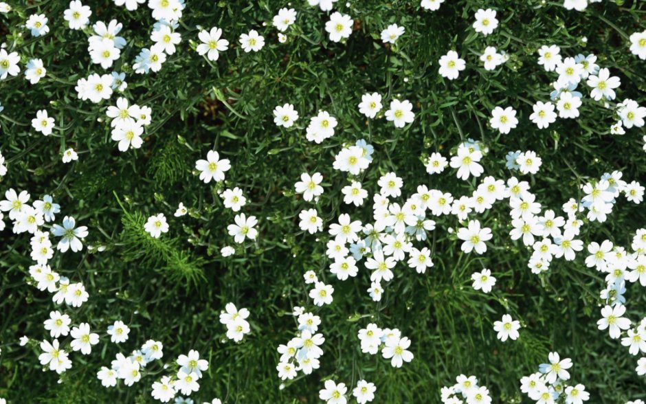 Белые цветы с мелкими лепестками