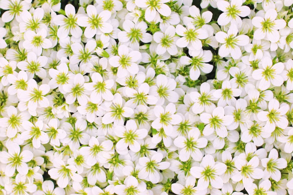 Бело зеленые мелкие цветы