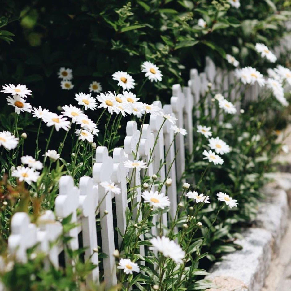Мелкие белые цветы