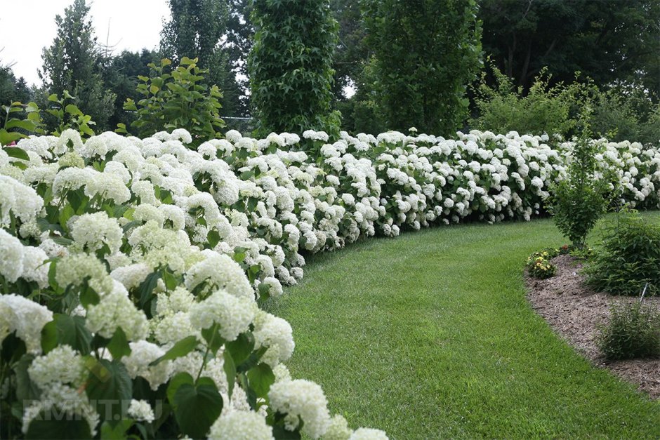 Монохромный белый сад