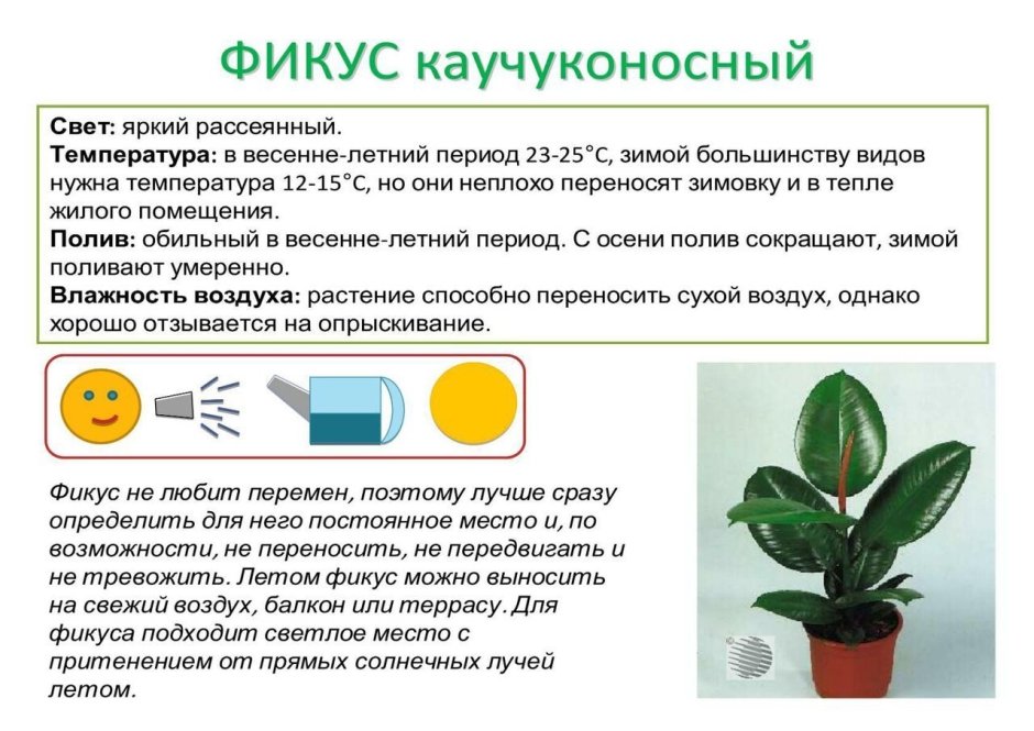 Фикус Триангулярис бонсай