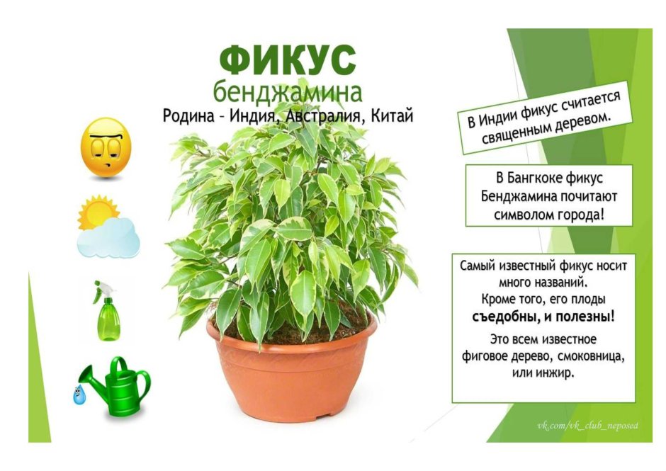 Паспорт комнатных растений фикус каучуковый