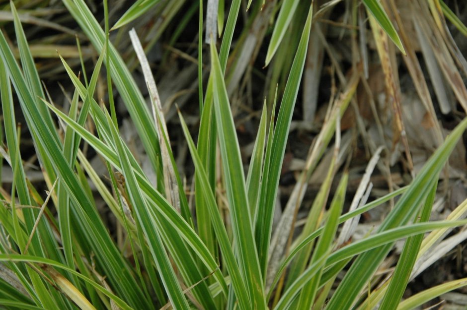 Осока Морроу (Carex morrowii &#96;variegata&#96;)