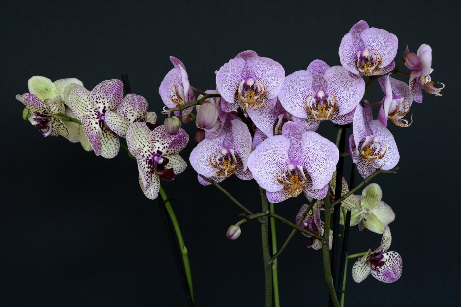 Орхидея фаленопсис фуд Сити