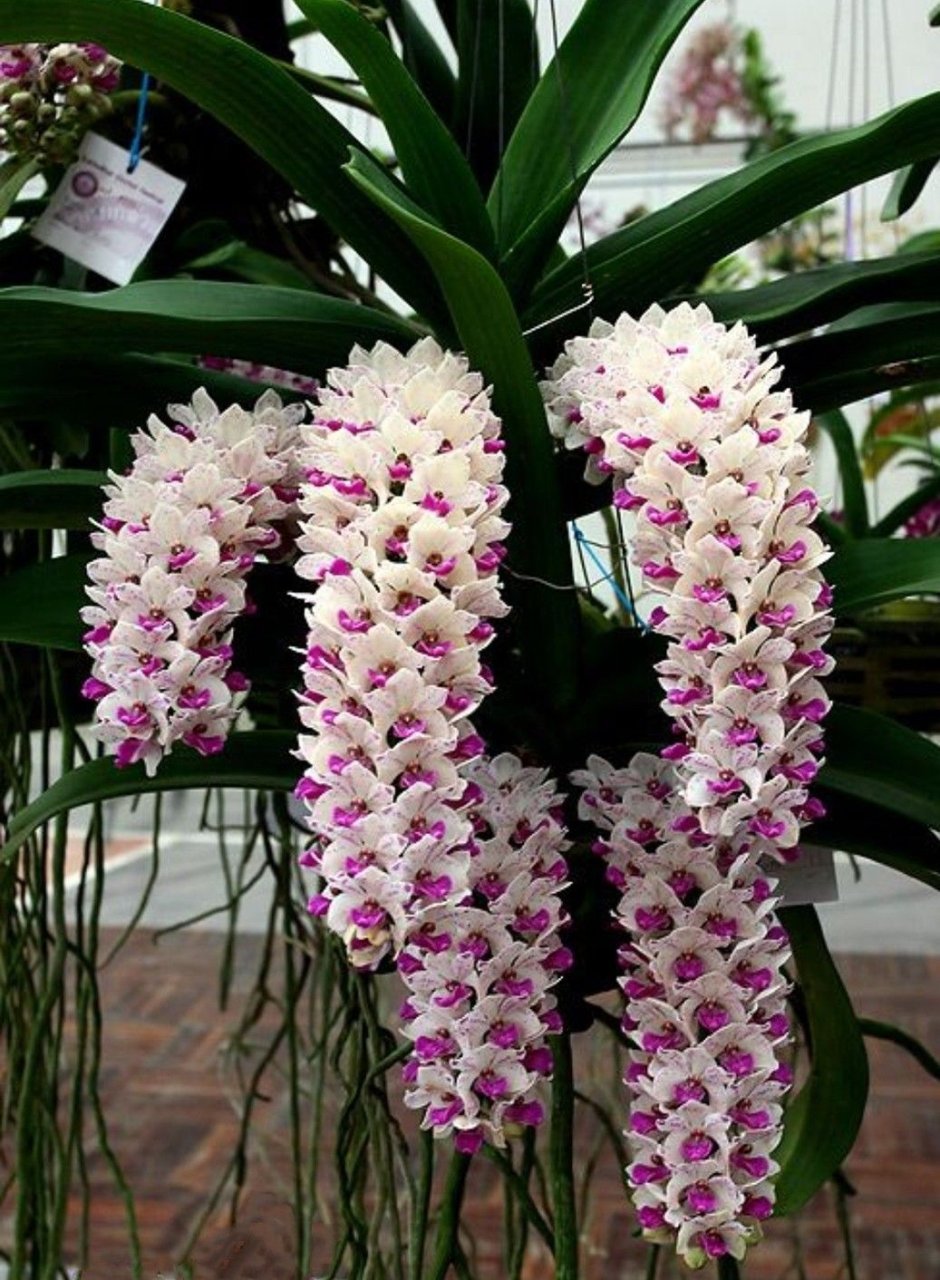 Орхидея много цветов