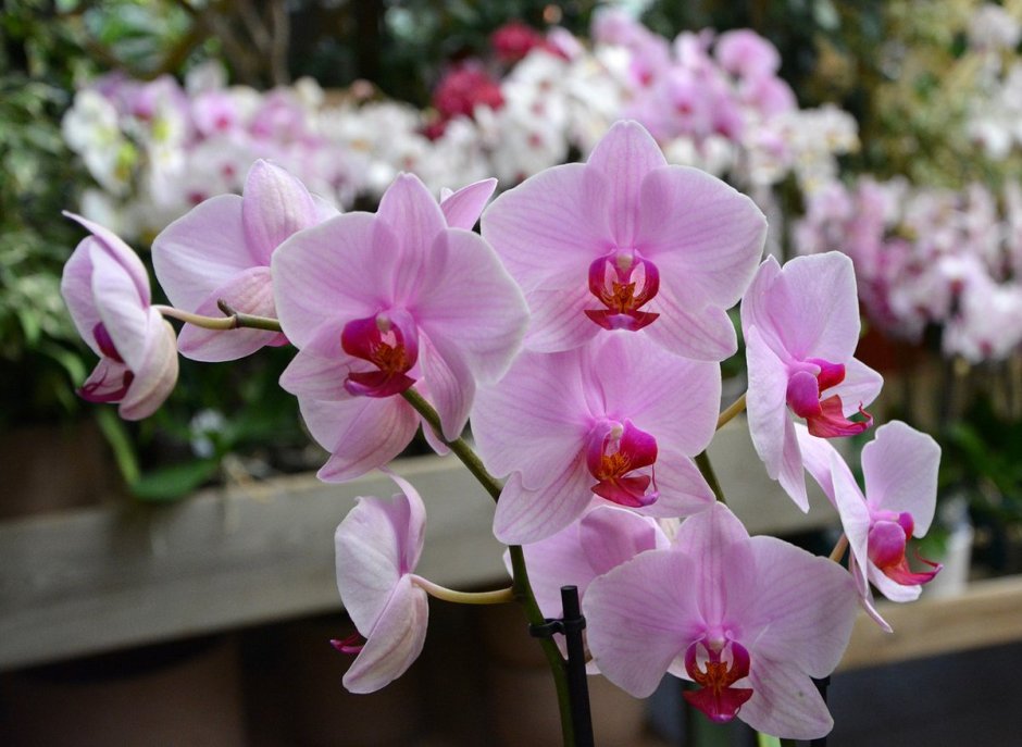 Орхидея фаленопсис Канзас Сити